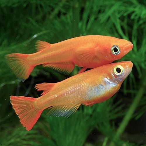 Oryzias latipes gold Medaka - Médaka L